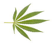 Marijuana closeup weed png